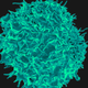 Above, a white blood cell known as a T-cell.
